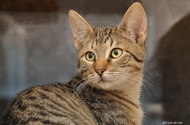 Decoding Cat Ear Signals: Master the Language of Your Feline Friend