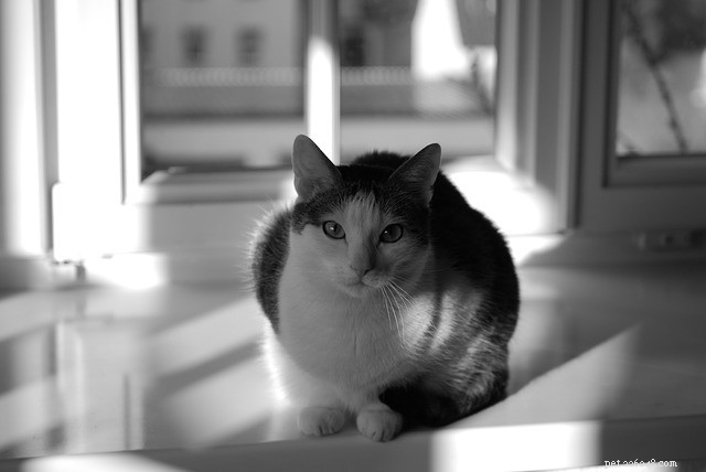 Managing Cat Separation Anxiety: Practical Solutions for a Happier, Healthier Pet