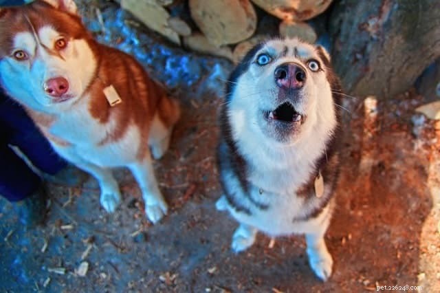 How to Stop Your Dog from Barking All Night: 5 Proven Techniques