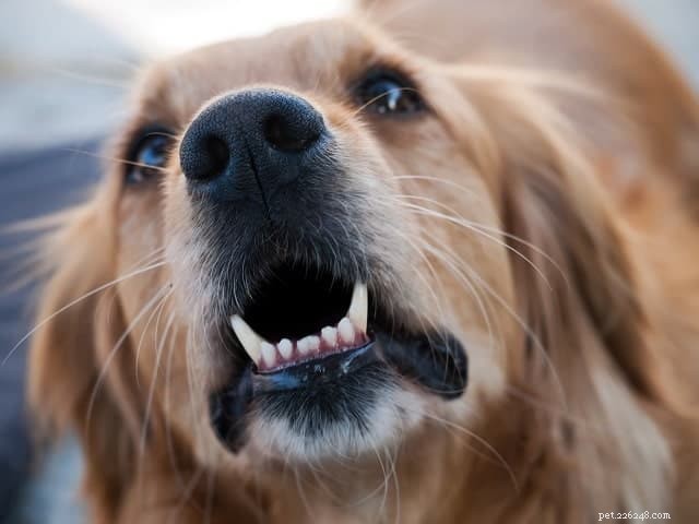 Effective Ways to Quiet Your Dog and Keep the Neighborhood Peaceful