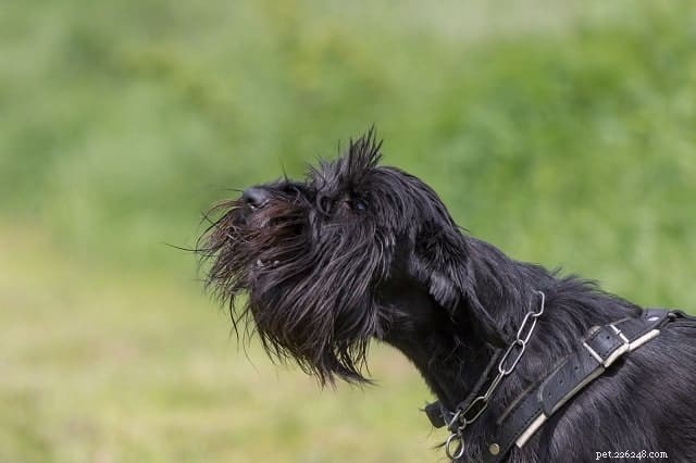 Effective Ways to Quiet Your Dog and Keep the Neighborhood Peaceful