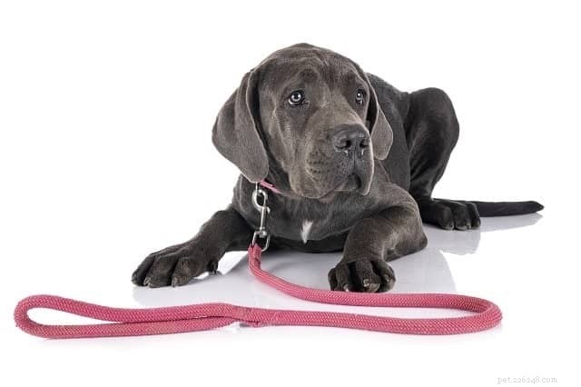 Master Puppy Leash Training: A Step-by-Step Guide