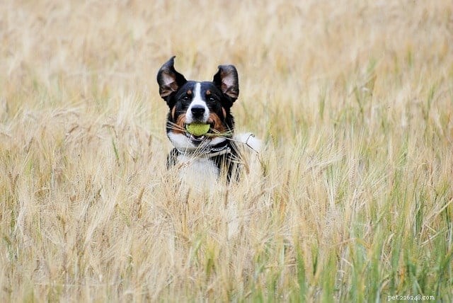Teach Your Dog to Fetch: 5 Simple, Proven Steps