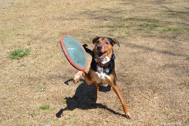 Teach Your Dog to Fetch: 5 Simple, Proven Steps