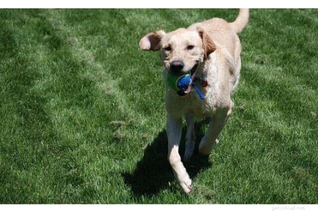 Teach Your Dog to Fetch: 5 Simple, Proven Steps
