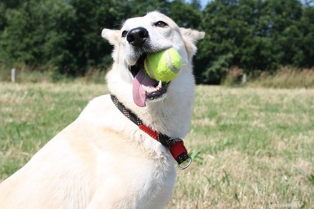 Teach Your Dog to Fetch: 5 Simple, Proven Steps