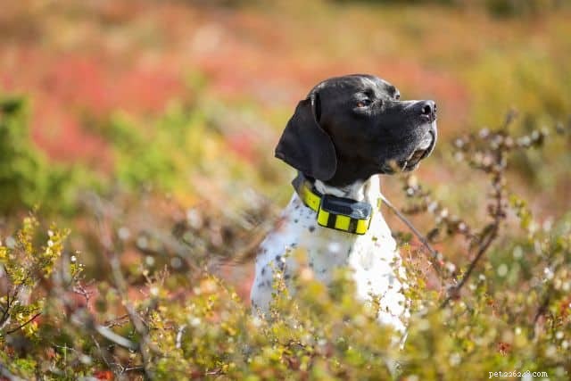 Train Your Dog to Stay in the Yard: 4 Proven Methods