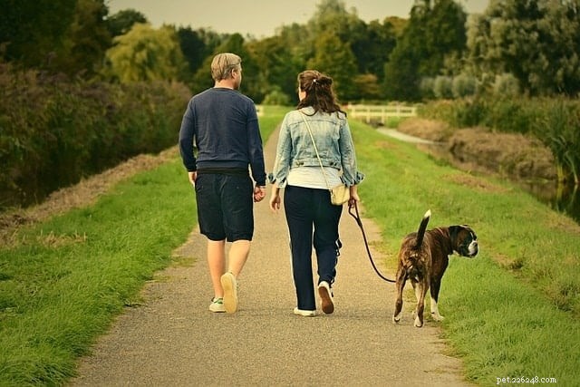 Teach Your Dog to Walk on a Loose Leash: Proven Techniques & Training Tips