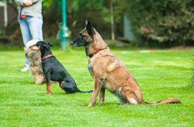 6 Proven Reasons Dogs Run Away & How to Stop It