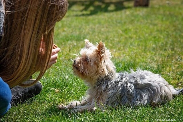 Effective Potty Training for Stubborn Puppies: Proven Techniques & Tips