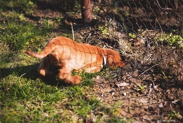 Effective Strategies to Protect Your Flower Beds from Your Dog