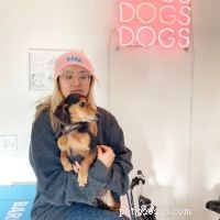 Top Dog Breeds for Families with Children – Vet & Pet Expert Picks
