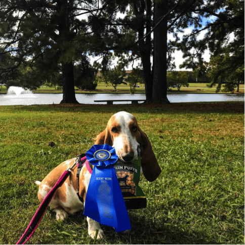 Nutritious Treats for Effective Dog Training