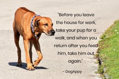 101 Proven Puppy Training Tips: Your Complete Guide to a Well‑Behaved Dog