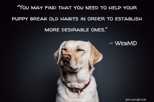 101 Proven Puppy Training Tips: Your Complete Guide to a Well‑Behaved Dog