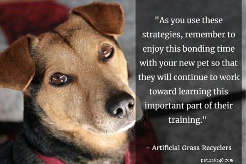 101 Proven Puppy Training Tips: Your Complete Guide to a Well‑Behaved Dog