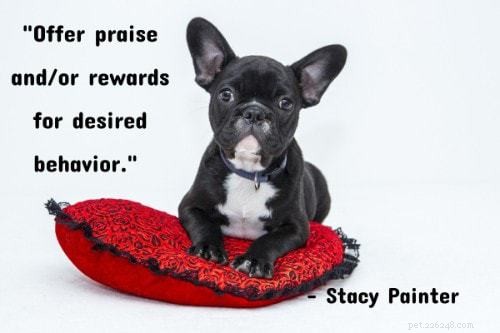 101 Proven Puppy Training Tips: Your Complete Guide to a Well‑Behaved Dog