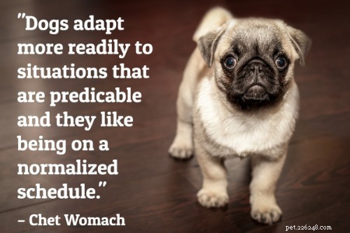 101 Proven Puppy Training Tips: Your Complete Guide to a Well‑Behaved Dog