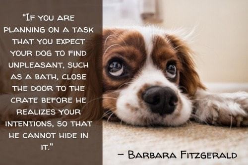 101 Proven Puppy Training Tips: Your Complete Guide to a Well‑Behaved Dog