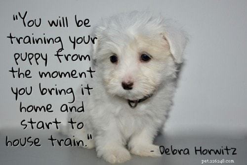 101 Proven Puppy Training Tips: Your Complete Guide to a Well‑Behaved Dog