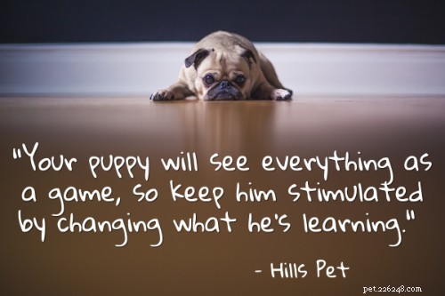 101 Proven Puppy Training Tips: Your Complete Guide to a Well‑Behaved Dog
