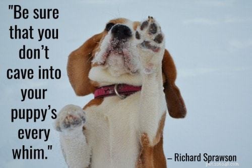 101 Proven Puppy Training Tips: Your Complete Guide to a Well‑Behaved Dog