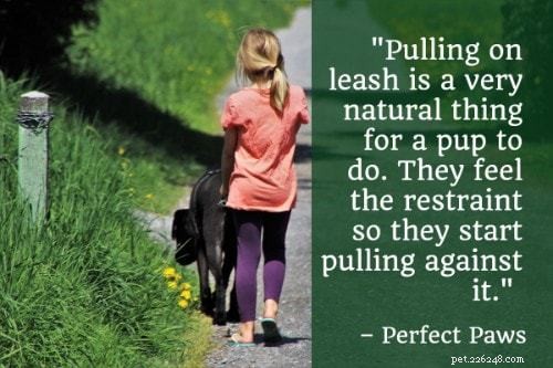 101 Proven Puppy Training Tips: Your Complete Guide to a Well‑Behaved Dog