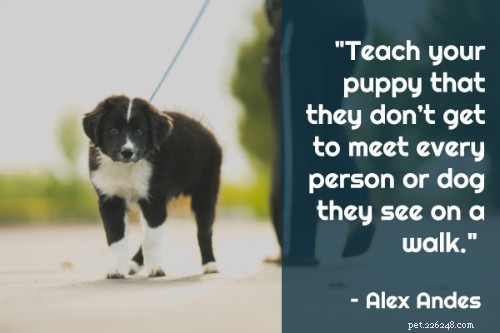 101 Proven Puppy Training Tips: Your Complete Guide to a Well‑Behaved Dog