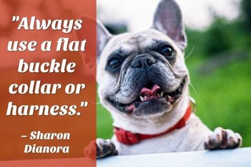 101 Proven Puppy Training Tips: Your Complete Guide to a Well‑Behaved Dog