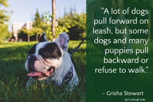 101 Proven Puppy Training Tips: Your Complete Guide to a Well‑Behaved Dog