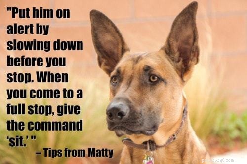 101 Proven Puppy Training Tips: Your Complete Guide to a Well‑Behaved Dog