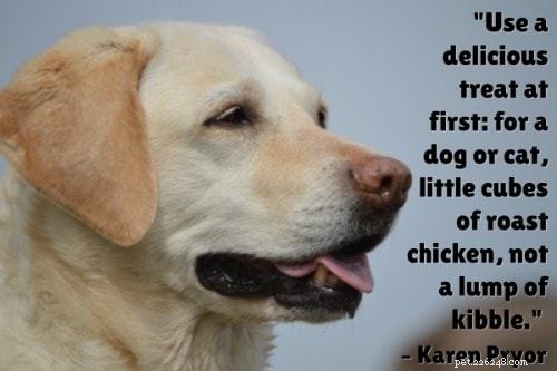 101 Proven Puppy Training Tips: Your Complete Guide to a Well‑Behaved Dog