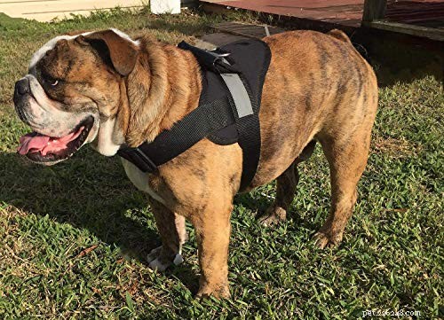 Top Dog Harnesses to Stop Pulling – 2022 Reviews & Buying Guide