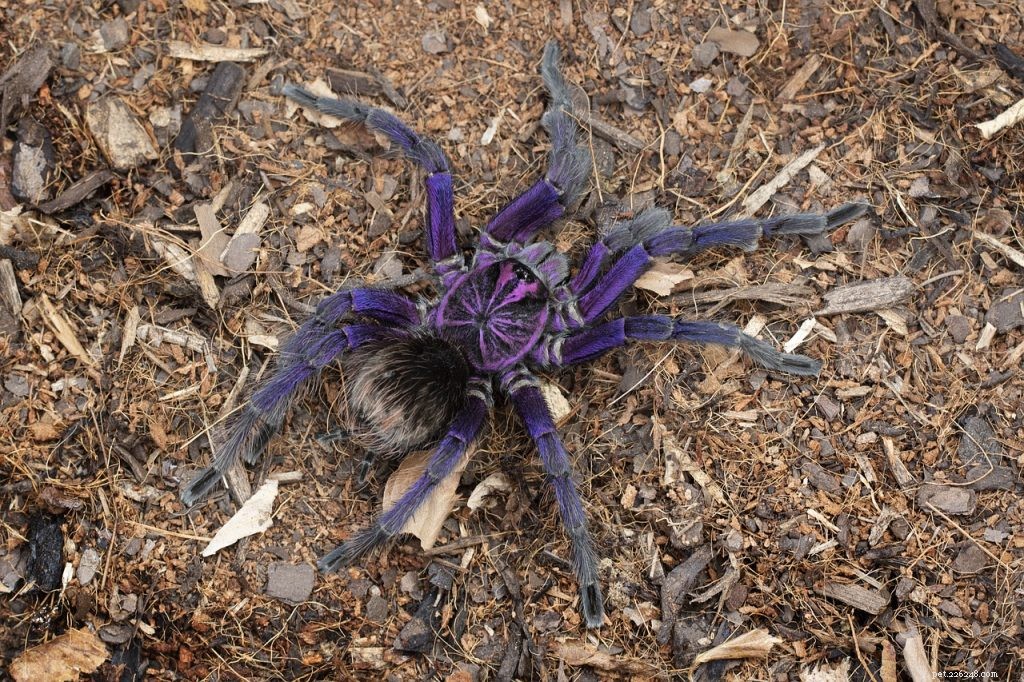 Tarantula Molting Frequency: What You Need to Know