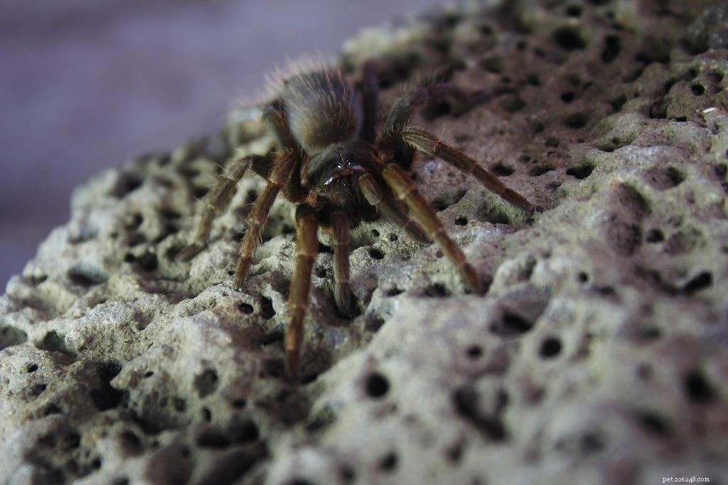 What Do Baby Tarantulas Eat? A Guide to Feeding Newborn Tarantulas