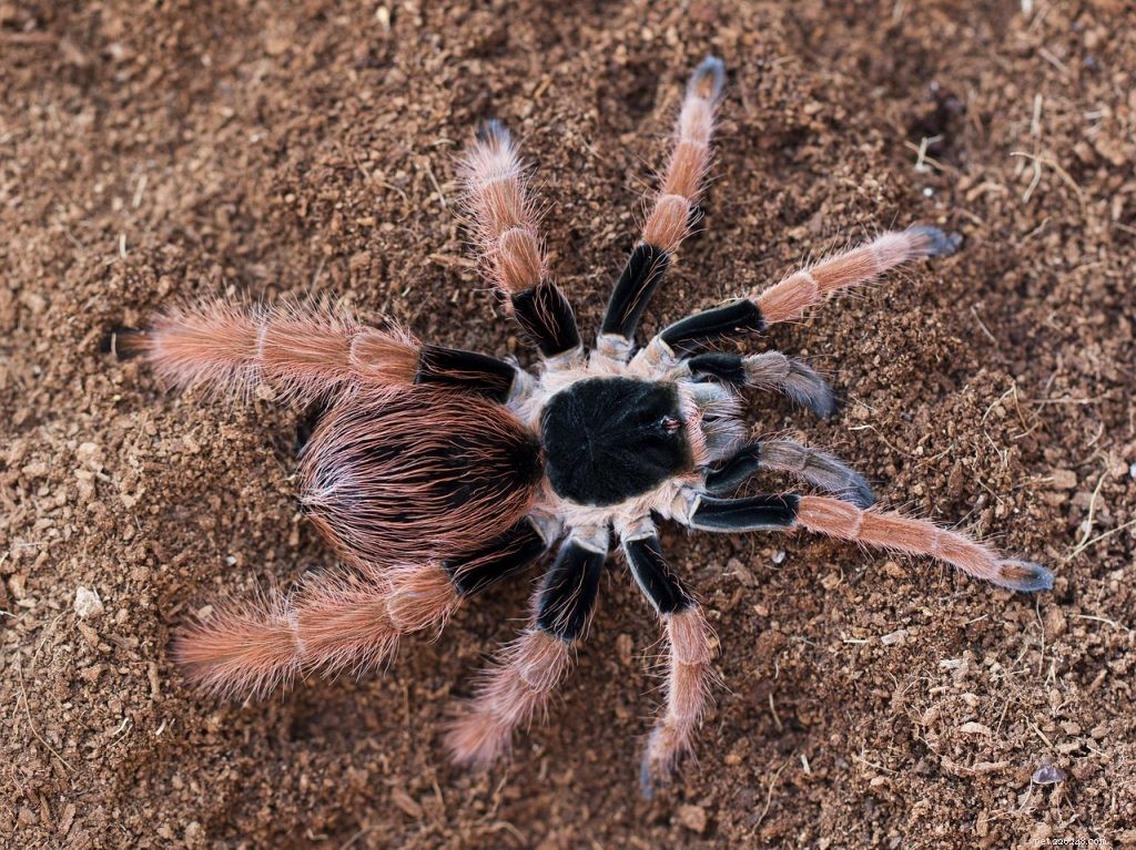 Why Promptly Removing Tarantula Molts Keeps Your Enclosure Healthy