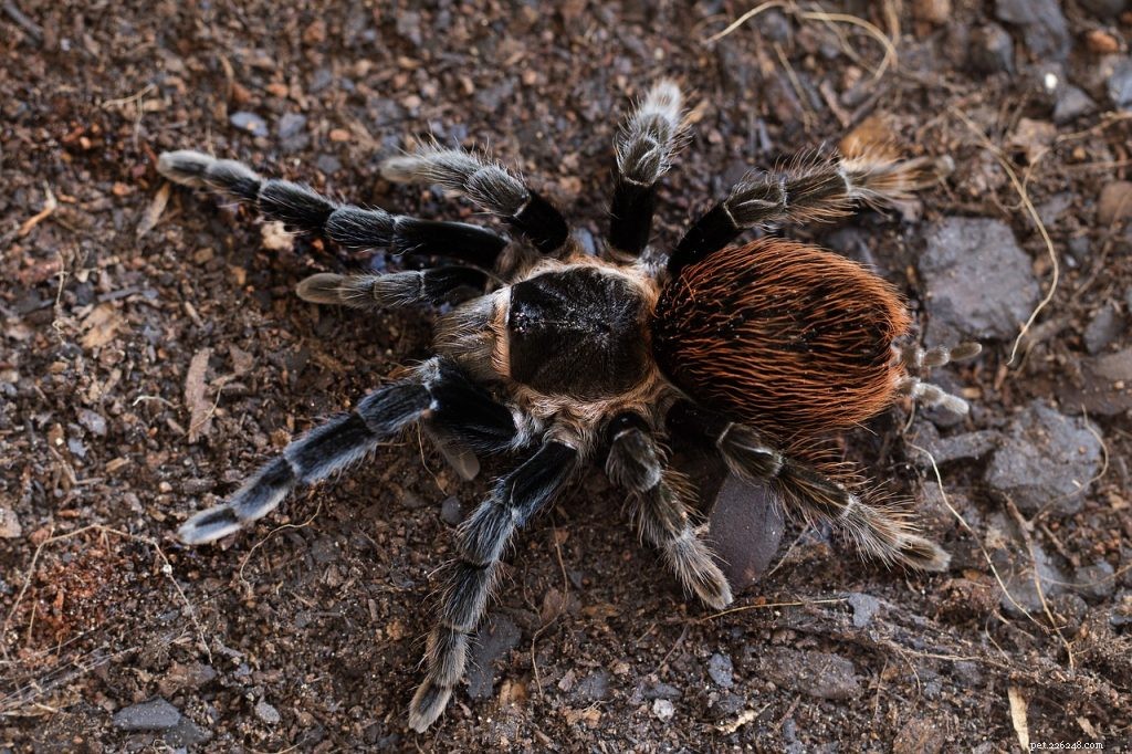 Understanding New World Tarantulas: Key Facts & Characteristics