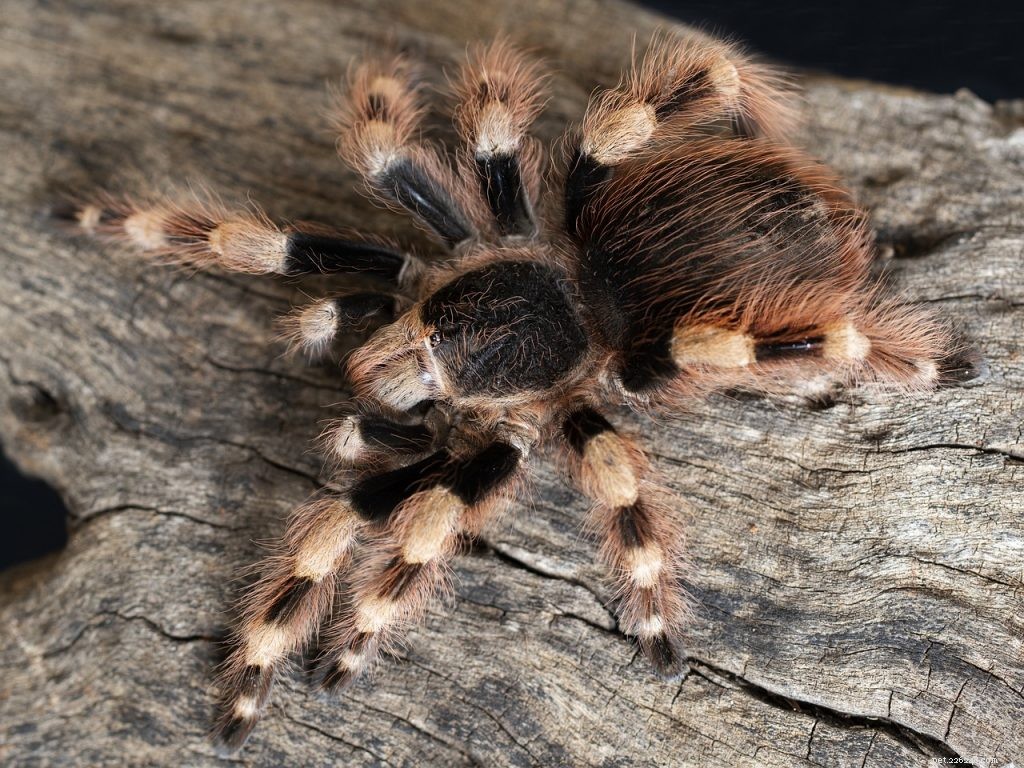 Do Tarantulas Consume Their Shed Skin? Separating Myth from Reality