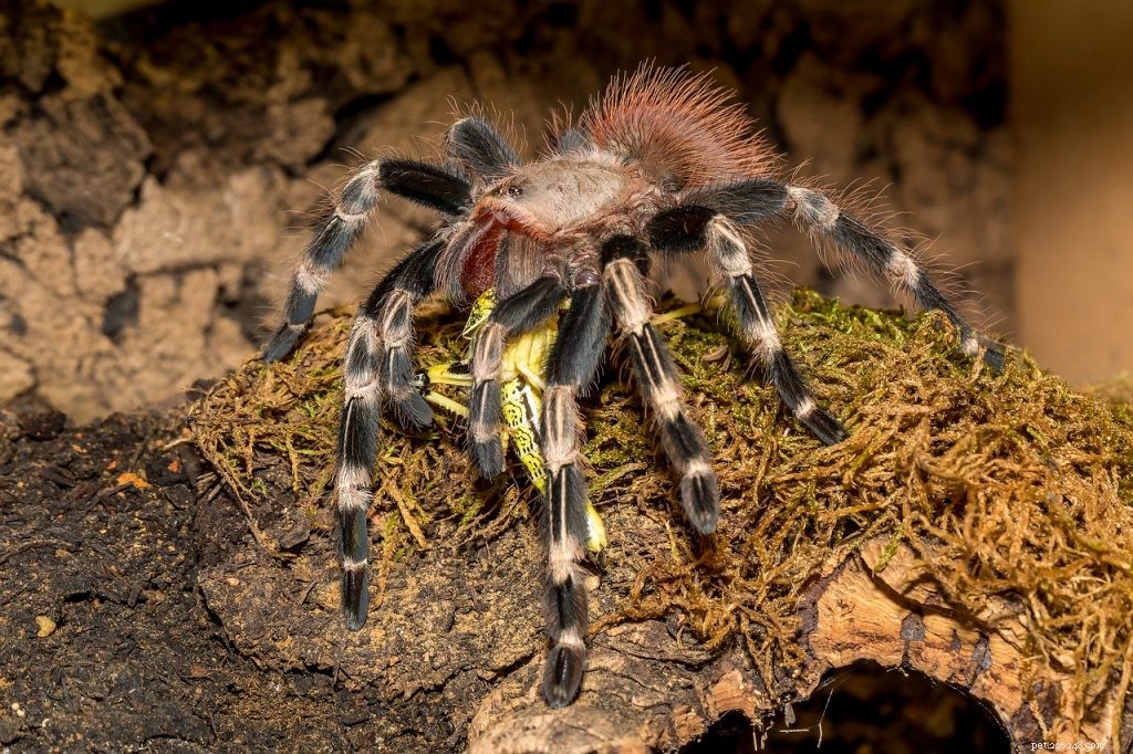 Can You Overfeed a Tarantula? Understanding Feeding Limits and Health