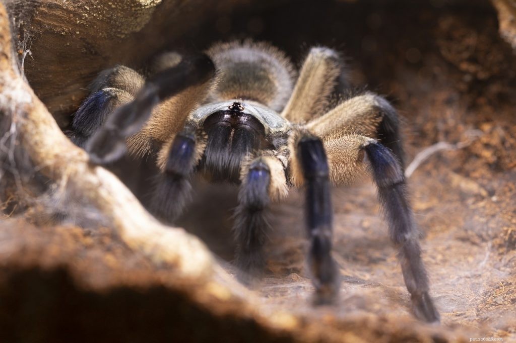 Do Tarantulas Need a Heat Lamp? Essential Guide to Their Temperature Needs