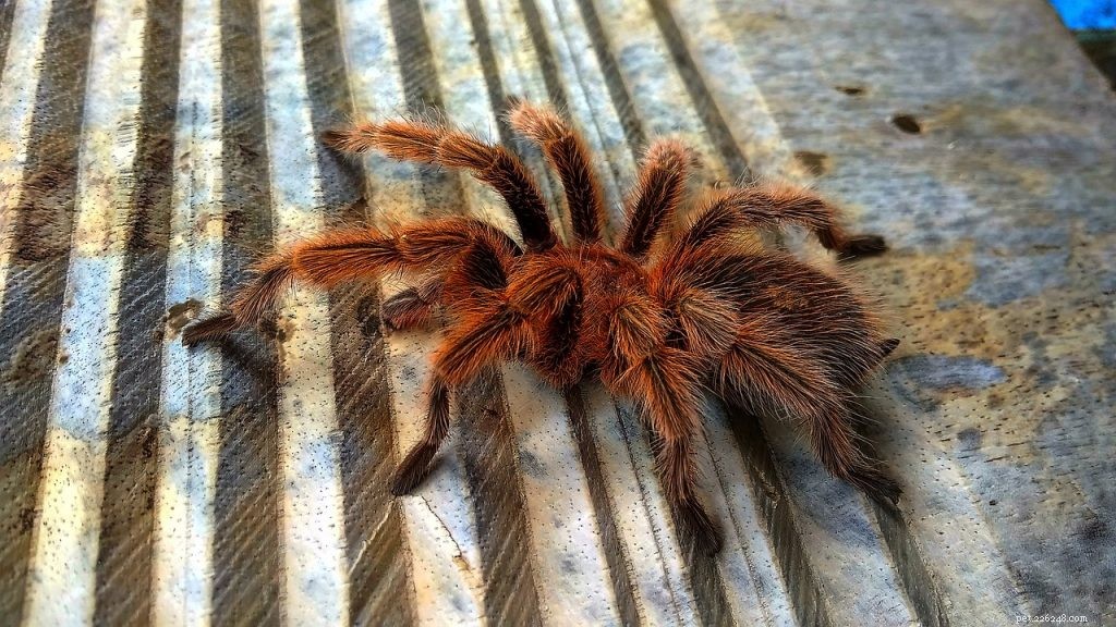 When and How to Clean Your Tarantula Enclosure for a Healthy Pet