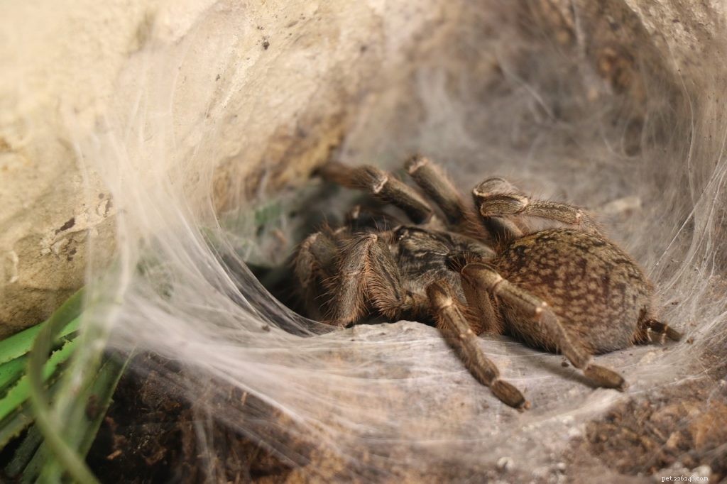 Do Tarantulas Really Climb Walls? An Expert Guide