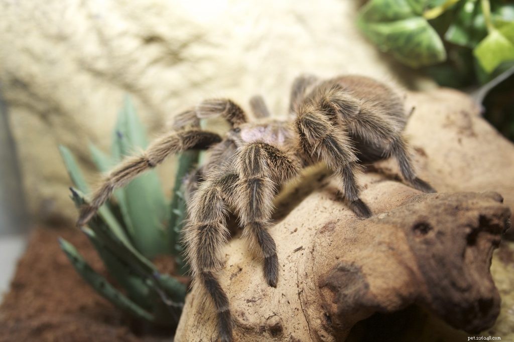 Rose Hair Tarantulas: Friendly, Low-Maintenance Pets for Beginners