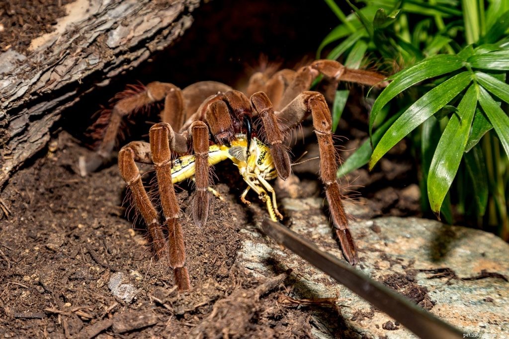Troubleshooting a Tarantula’s Appetite: Why Your Spider May Refuse to Eat