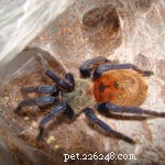Discover Stunning Metallic Blue Tarantulas: A Colorful Journey Beyond the Brown