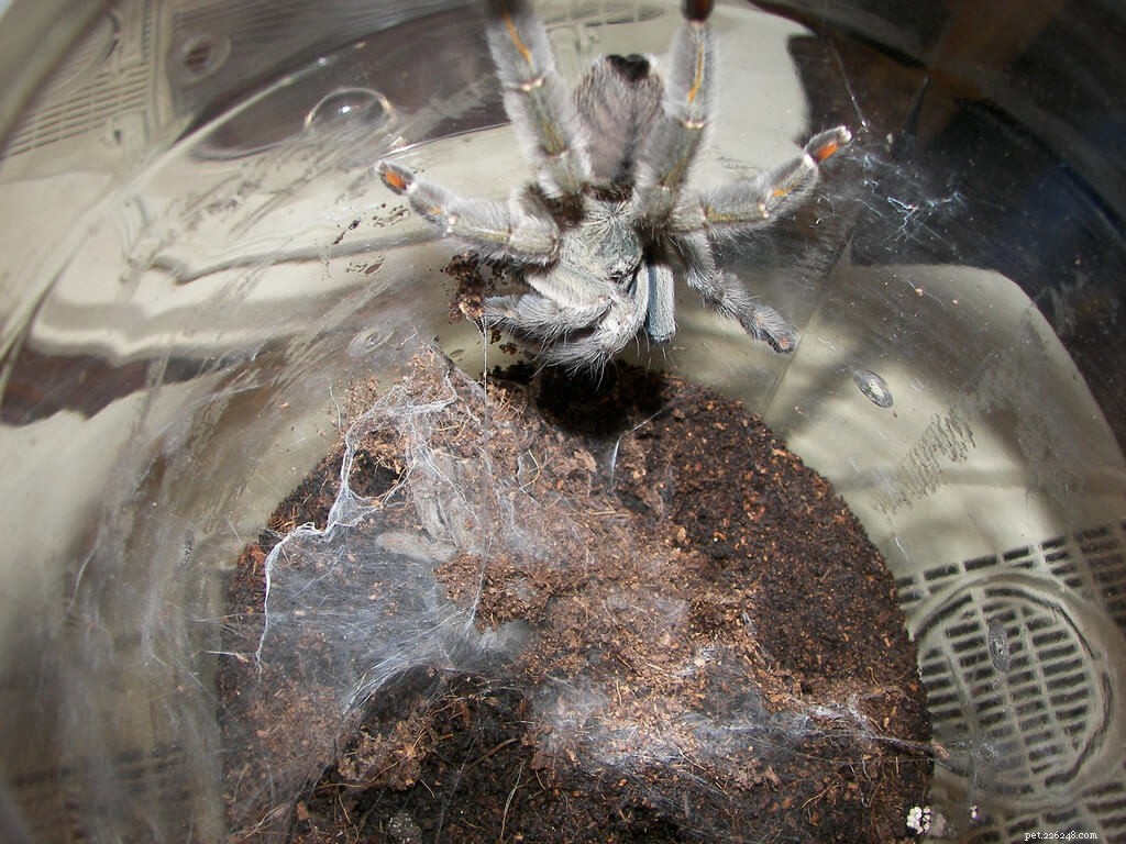 Trinidad Chevron Tarantula Care Guide: Tips for a Healthy, Happy Pet