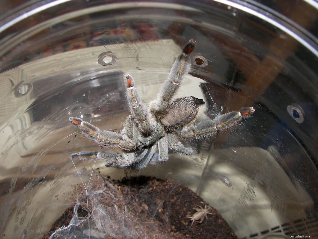 Trinidad Chevron Tarantula Care Guide: Tips for a Healthy, Happy Pet