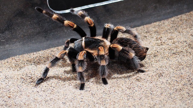 Optimal Humidity Levels for Tarantula Care