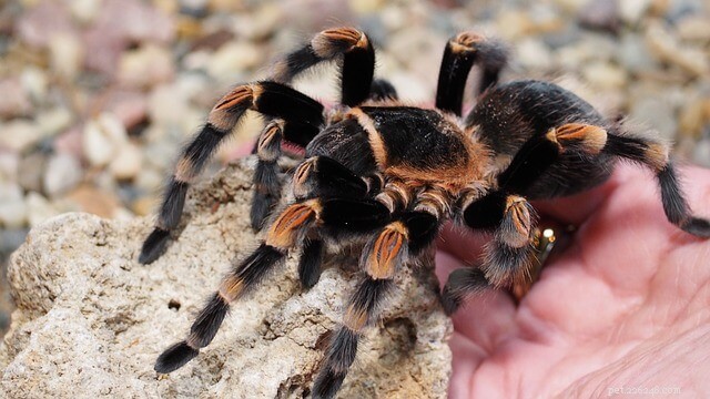 Optimal Humidity Levels for Tarantula Care