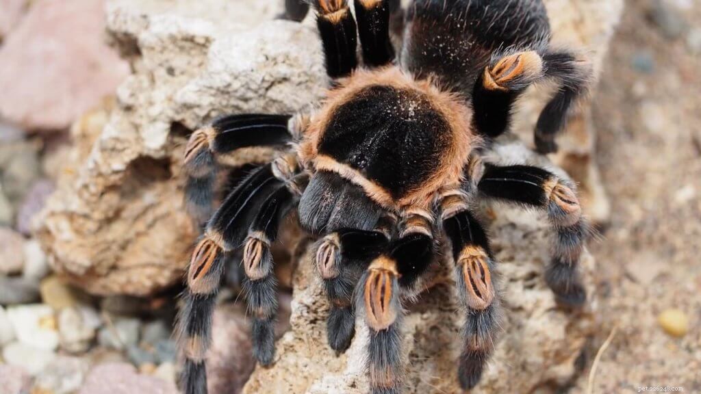 Top 5 Expert Tips for Properly Positioning Your Tarantula Enclosure